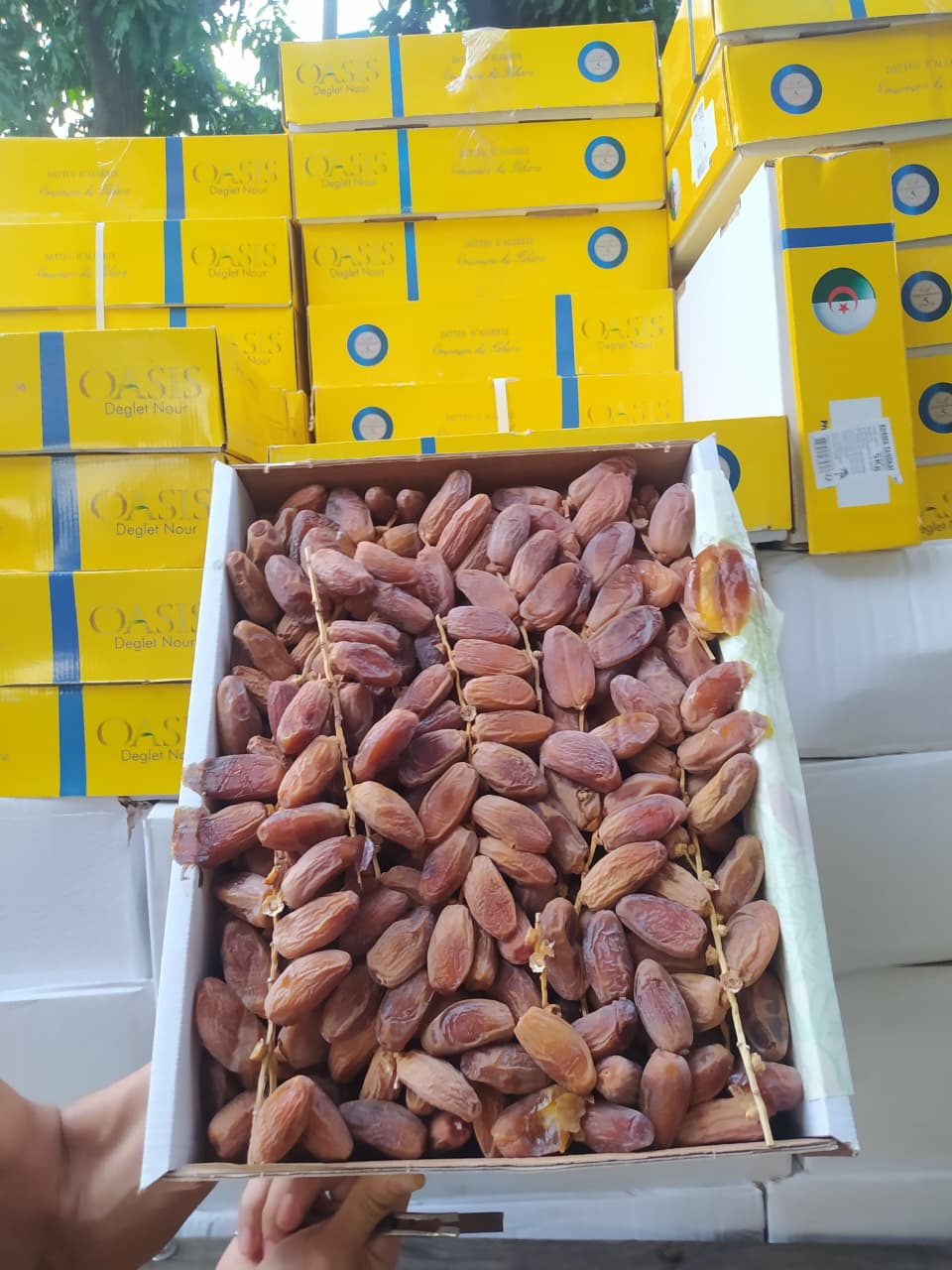 Importir Kurma